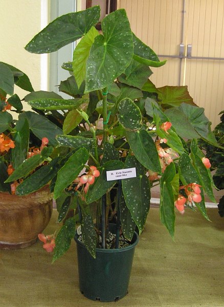 B. ‘Evie Naomi’